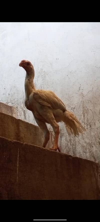 Indian parrot beak patha for urgent sale