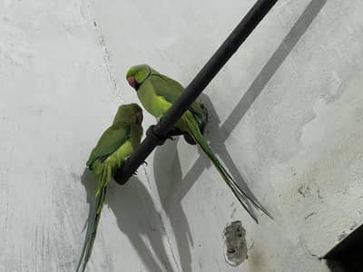 ringneck