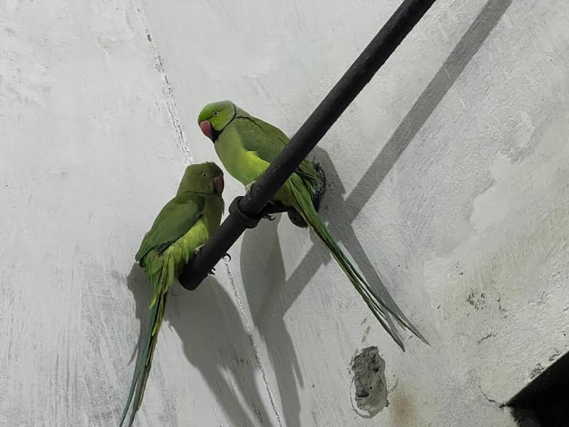 ringneck 0