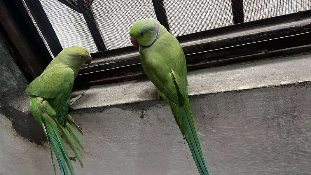 ringneck 1