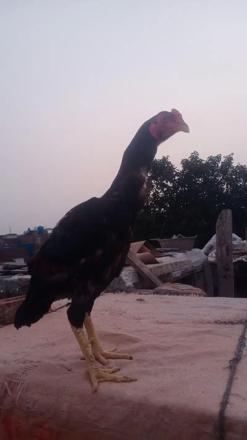 Aseel Heera  pair  and mainwalii pair — photo 12