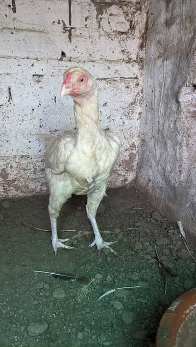 paper white Heera female for sale location Faisalabad price 7500