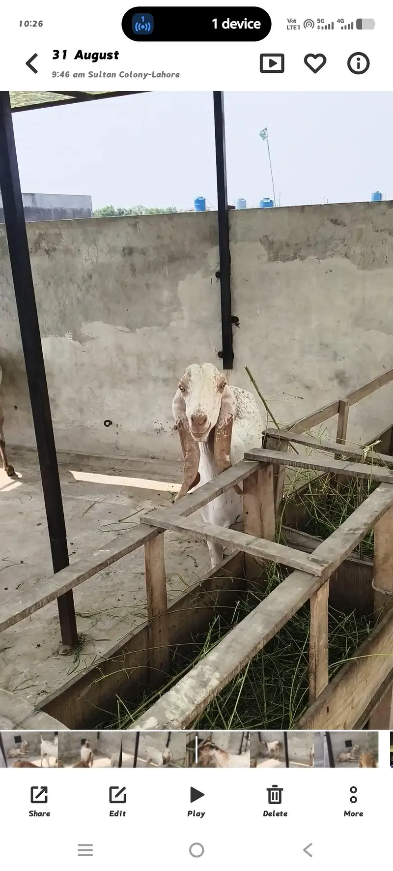 1 BRADER 4 GOAT GABN 03334305628 — photo 2