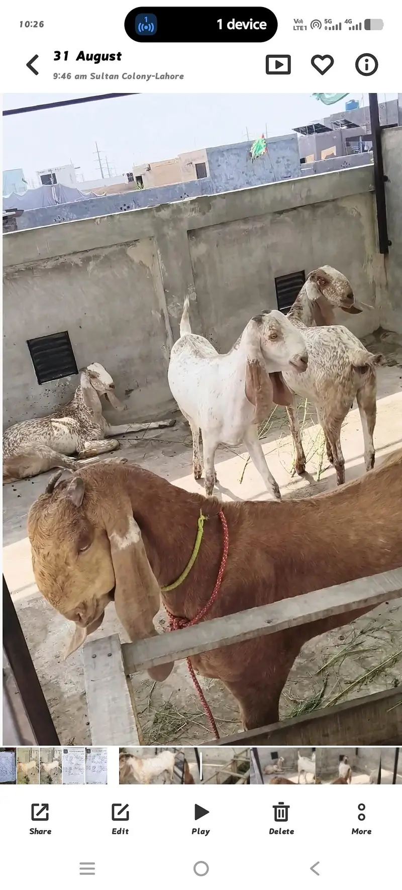 1 BRADER 4 GOAT GABN 03334305628 — photo 3