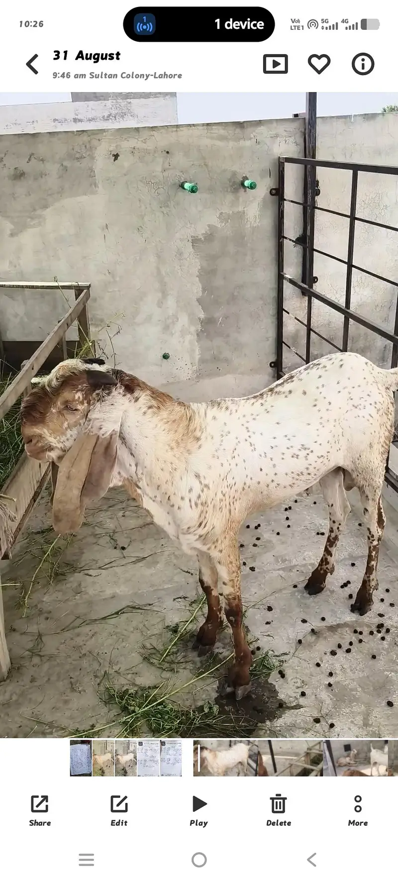 1 BRADER 4 GOAT GABN 03334305628 — photo 4