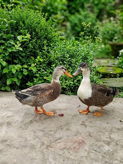 Urgent pair sail breader