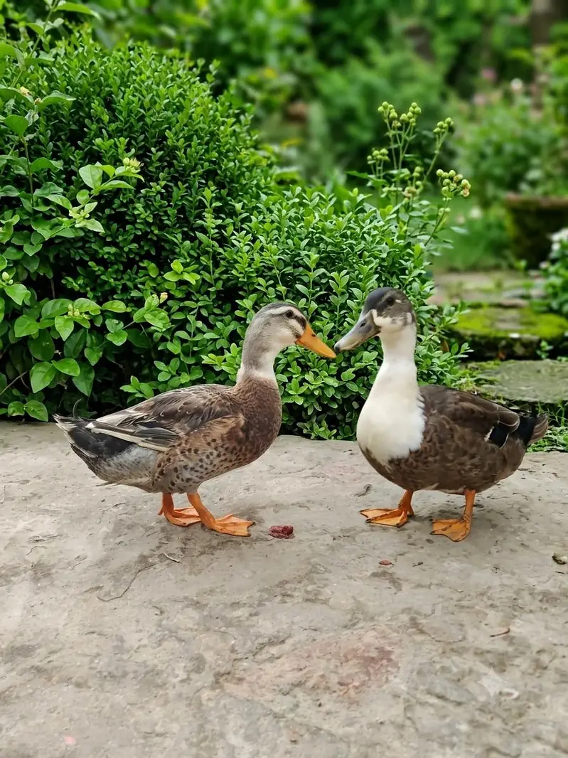 Urgent pair sail breader