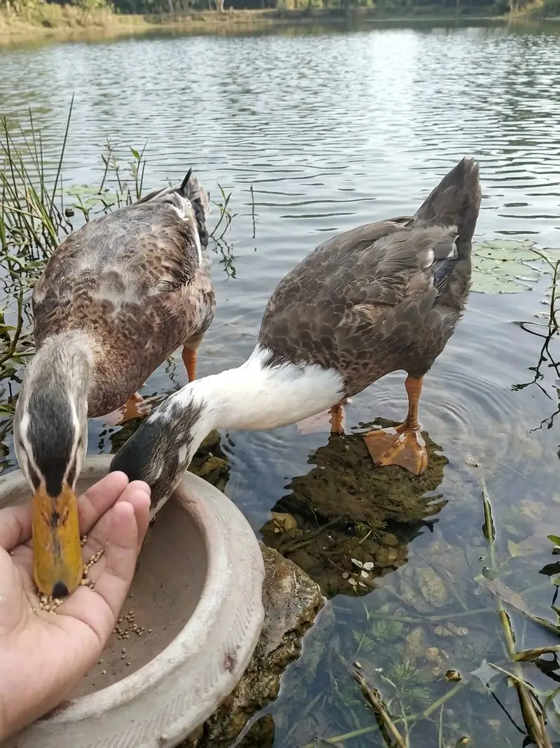 Urgent pair sail breader — photo 3