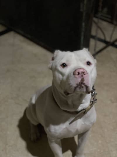 Pitbull
