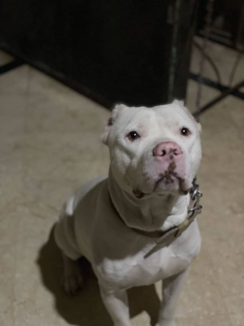 Pitbull 0
