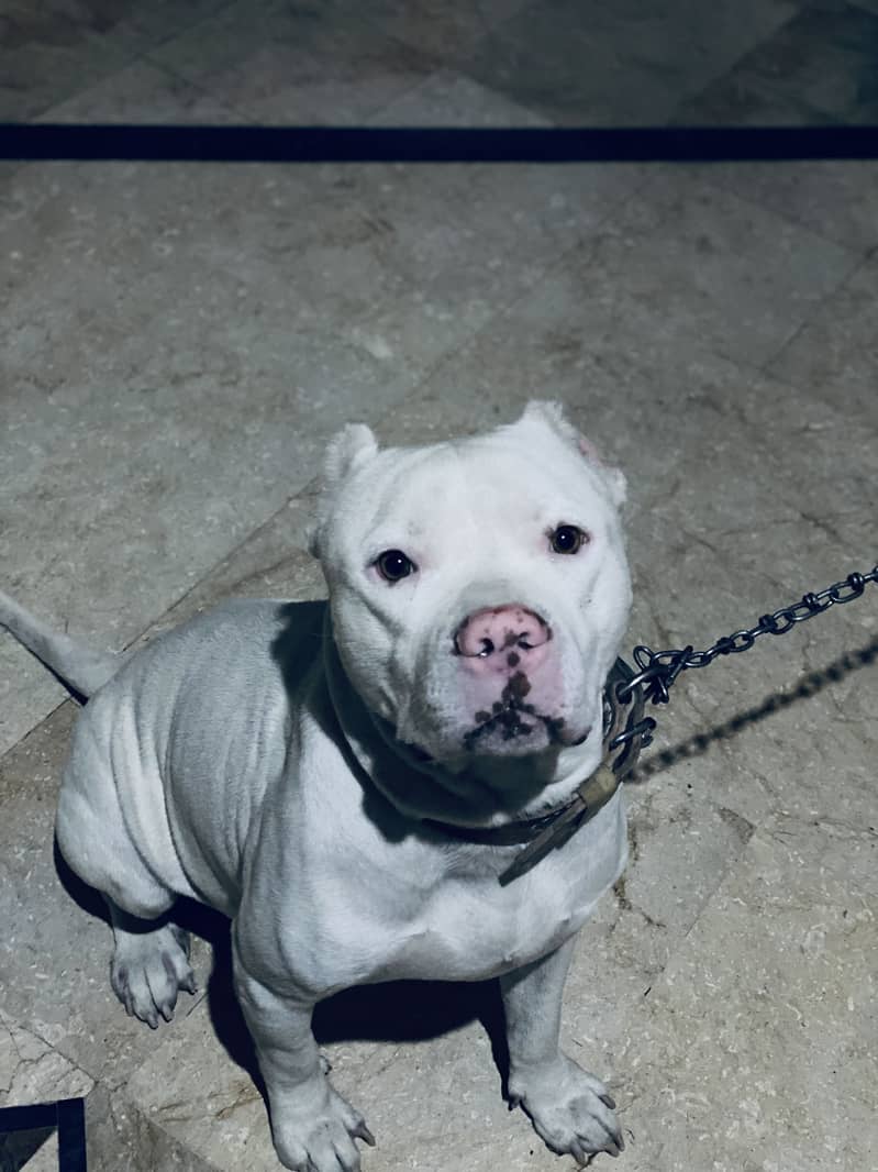 Pitbull 1