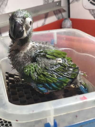 MACAw  chest nut fronted  chick available