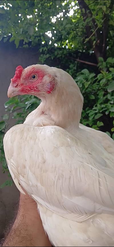 Quality Paper White Heeri ' Double body ' saaf ankh