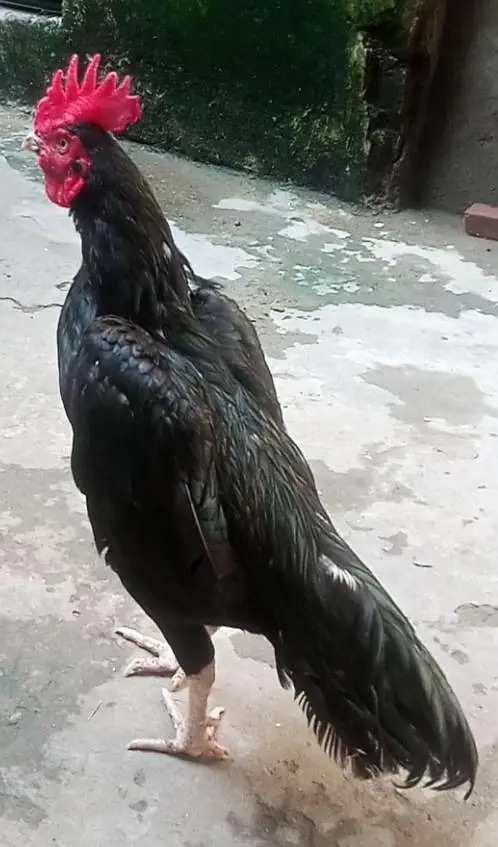 bagam lasani WhatsApp 03105018400 — photo 2