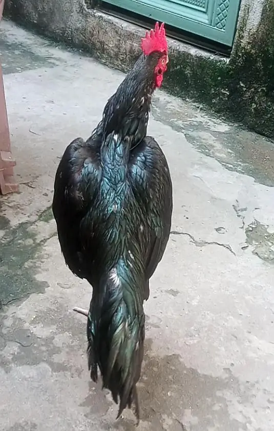 bagam lasani WhatsApp 03105018400 — photo 3