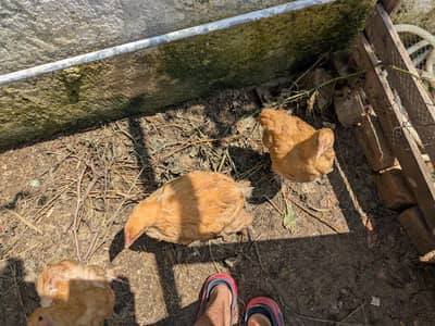 Heavy Buff pathay, silkie mutts and desi trio