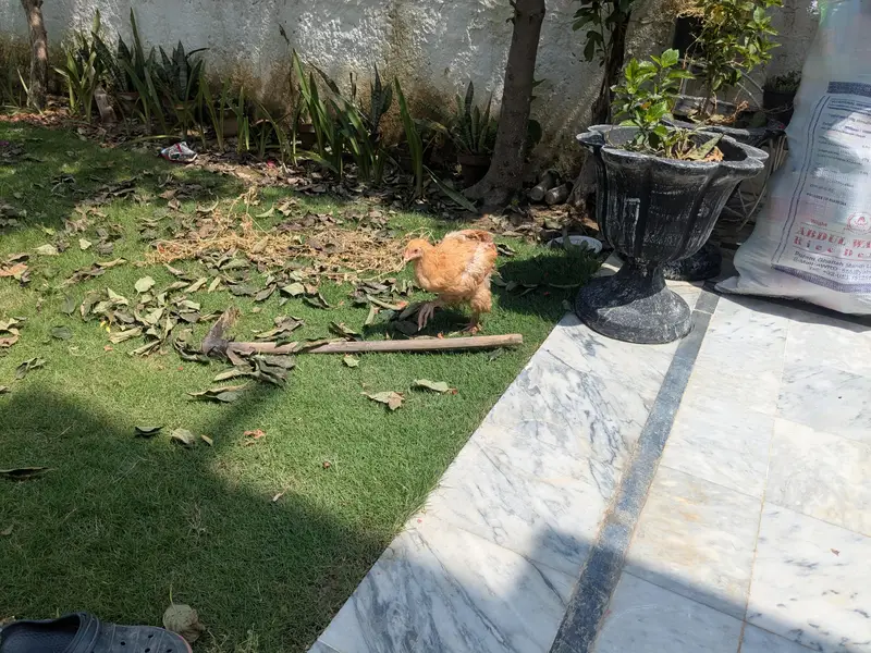 Heavy Buff pathay, silkie mutts and desi trio — photo 2
