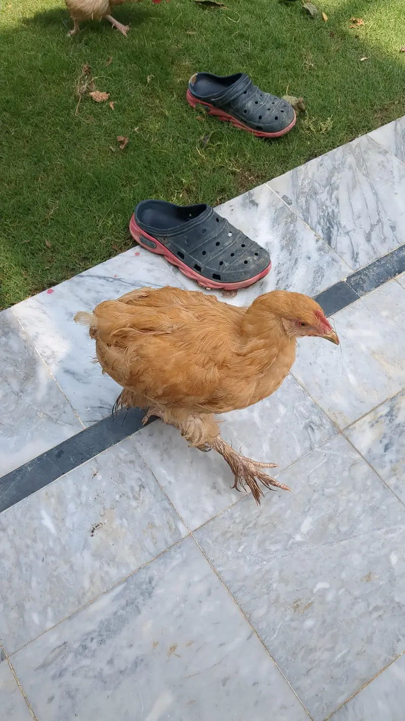 Heavy Buff pathay, silkie mutts and desi trio — photo 3