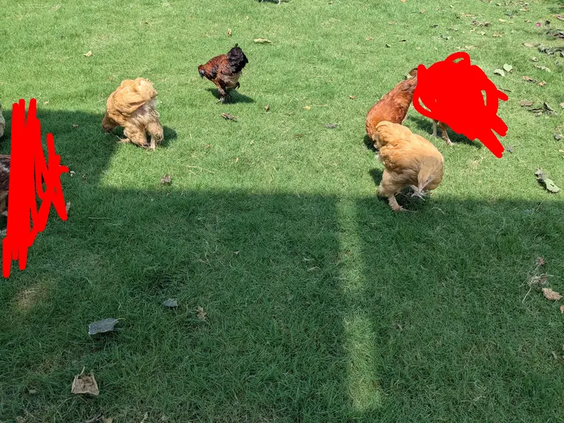 Heavy Buff pathay, silkie mutts and desi trio — photo 4