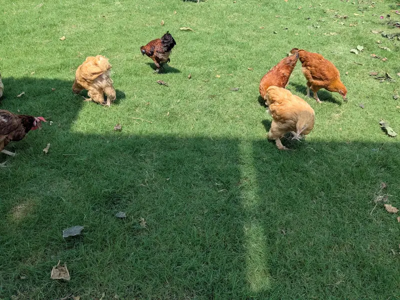 Heavy Buff pathay, silkie mutts and desi trio — photo 5