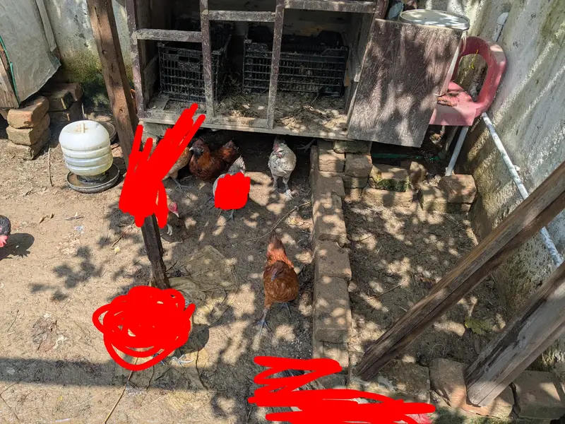 Heavy Buff pathay, silkie mutts and desi trio — photo 6