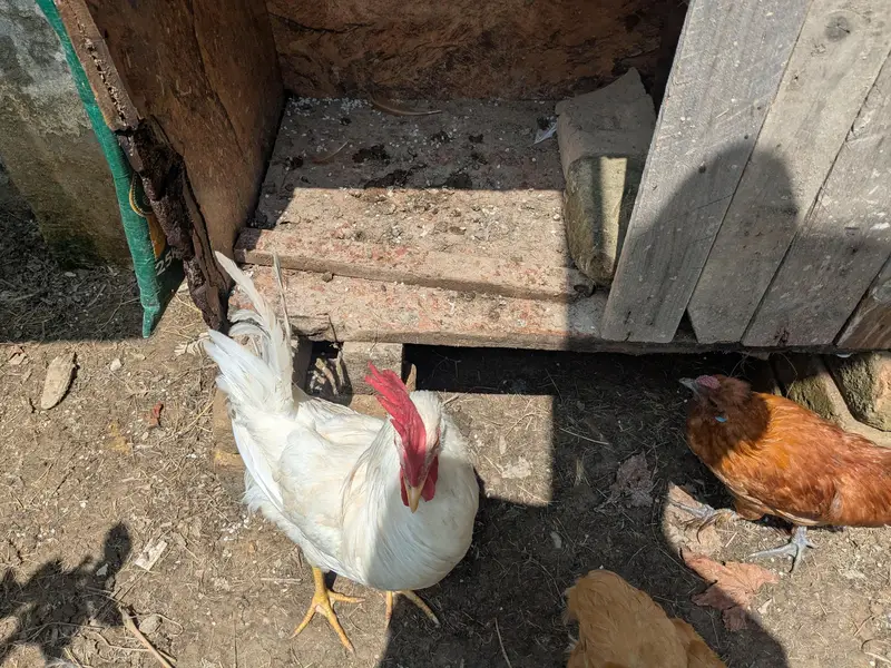 Heavy Buff pathay, silkie mutts and desi trio — photo 8