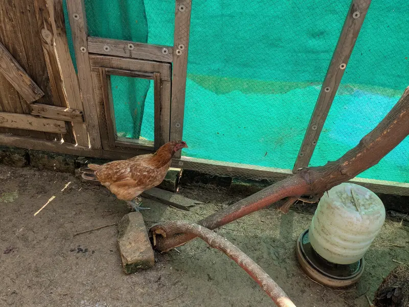 Heavy Buff pathay, silkie mutts and desi trio — photo 10