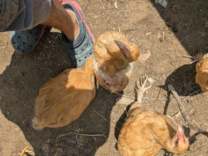 Heavy Buff pathay, silkie mutts and desi trio — photo 11