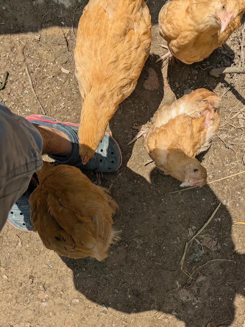 Heavy Buff pathay, silkie mutts and desi trio — photo 12
