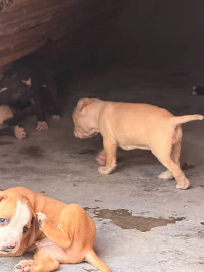 American pitbull male female