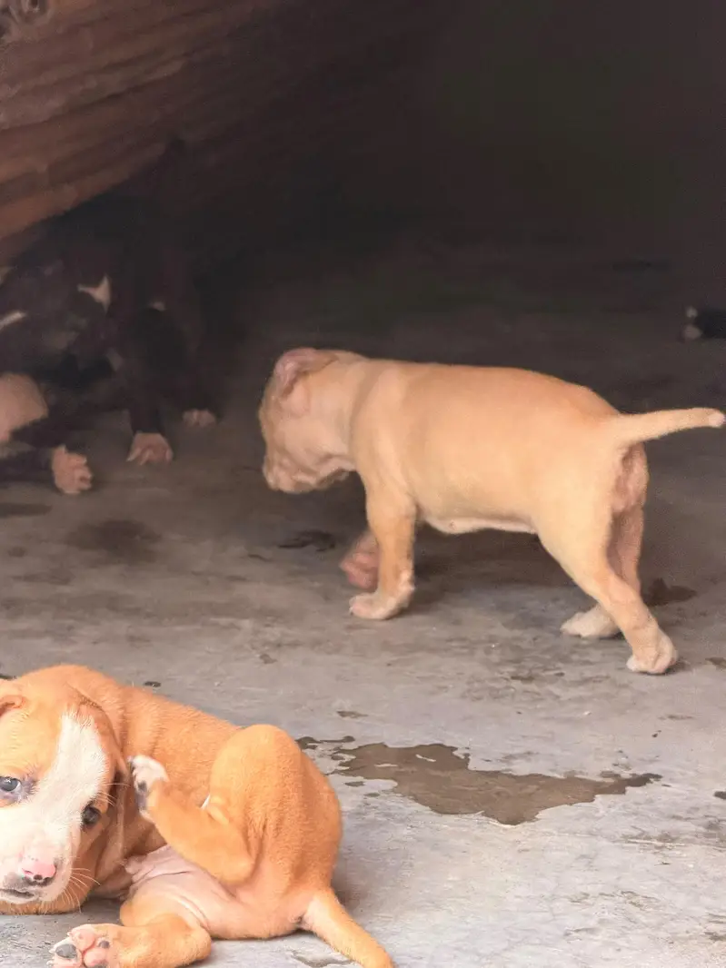 American pitbull male female