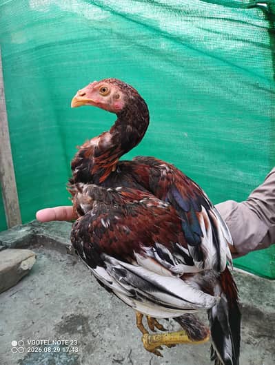 3 pure aseel hens for sale Healthy & active