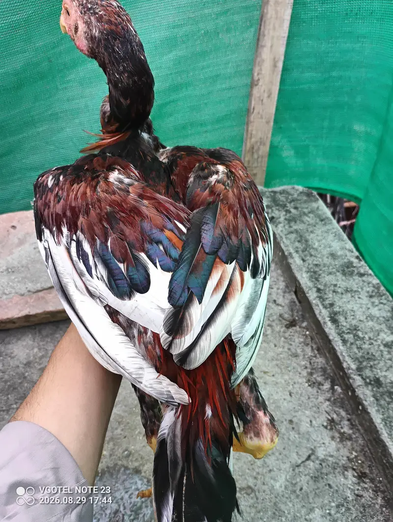 3 pure aseel hens for sale Healthy & active — photo 2