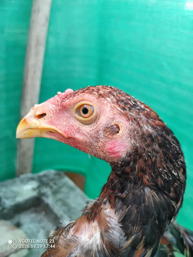 3 pure aseel hens for sale Healthy & active — photo 3