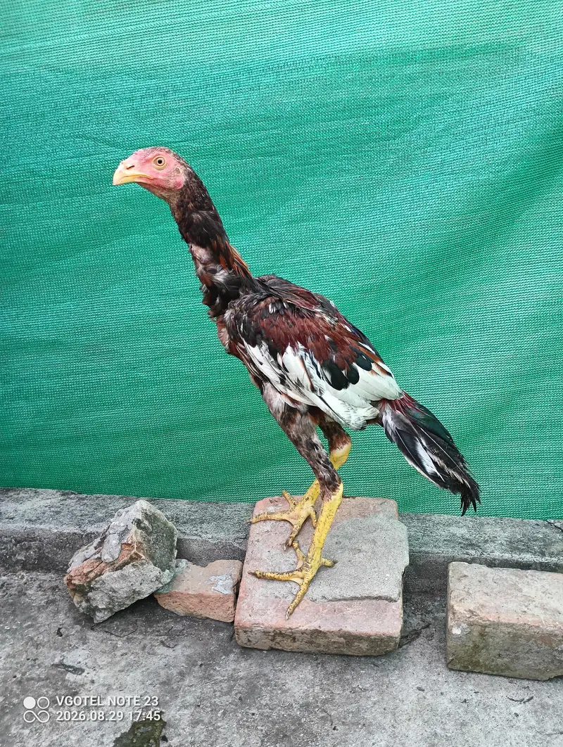 3 pure aseel hens for sale Healthy & active — photo 4