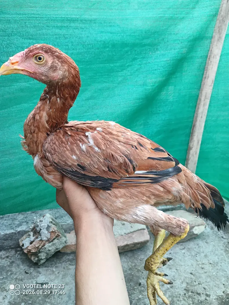 3 pure aseel hens for sale Healthy & active — photo 5