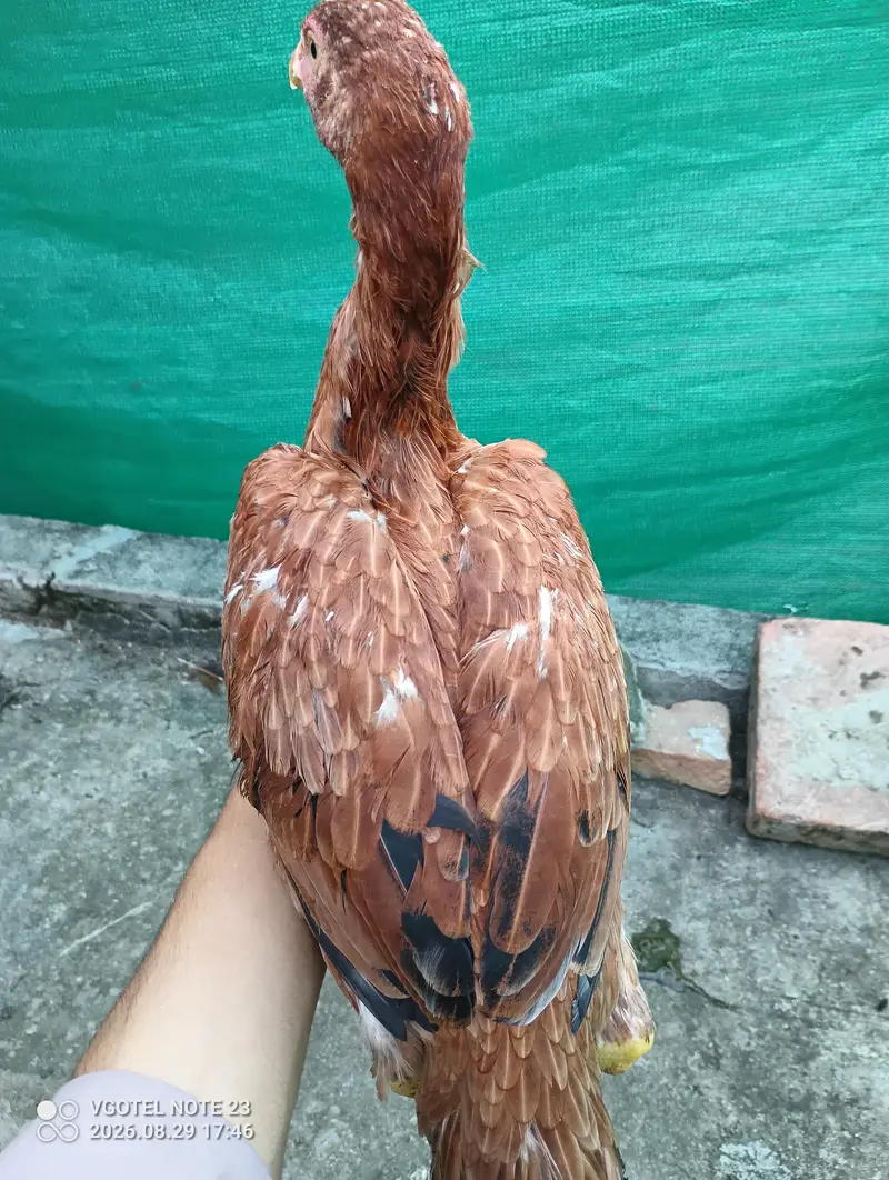 3 pure aseel hens for sale Healthy & active — photo 6