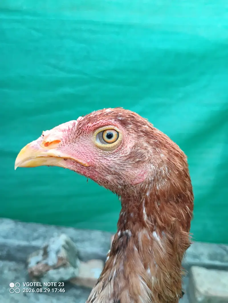 3 pure aseel hens for sale Healthy & active — photo 7