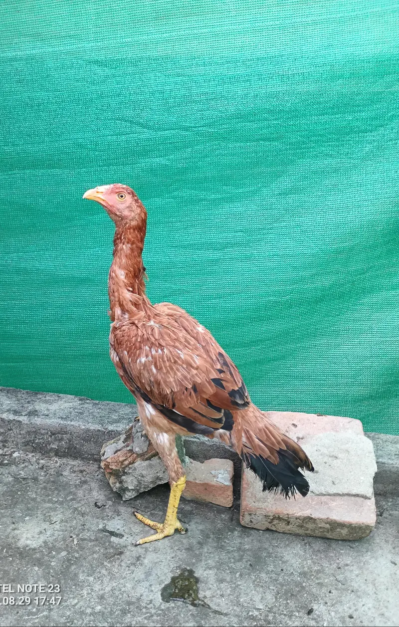3 pure aseel hens for sale Healthy & active — photo 8
