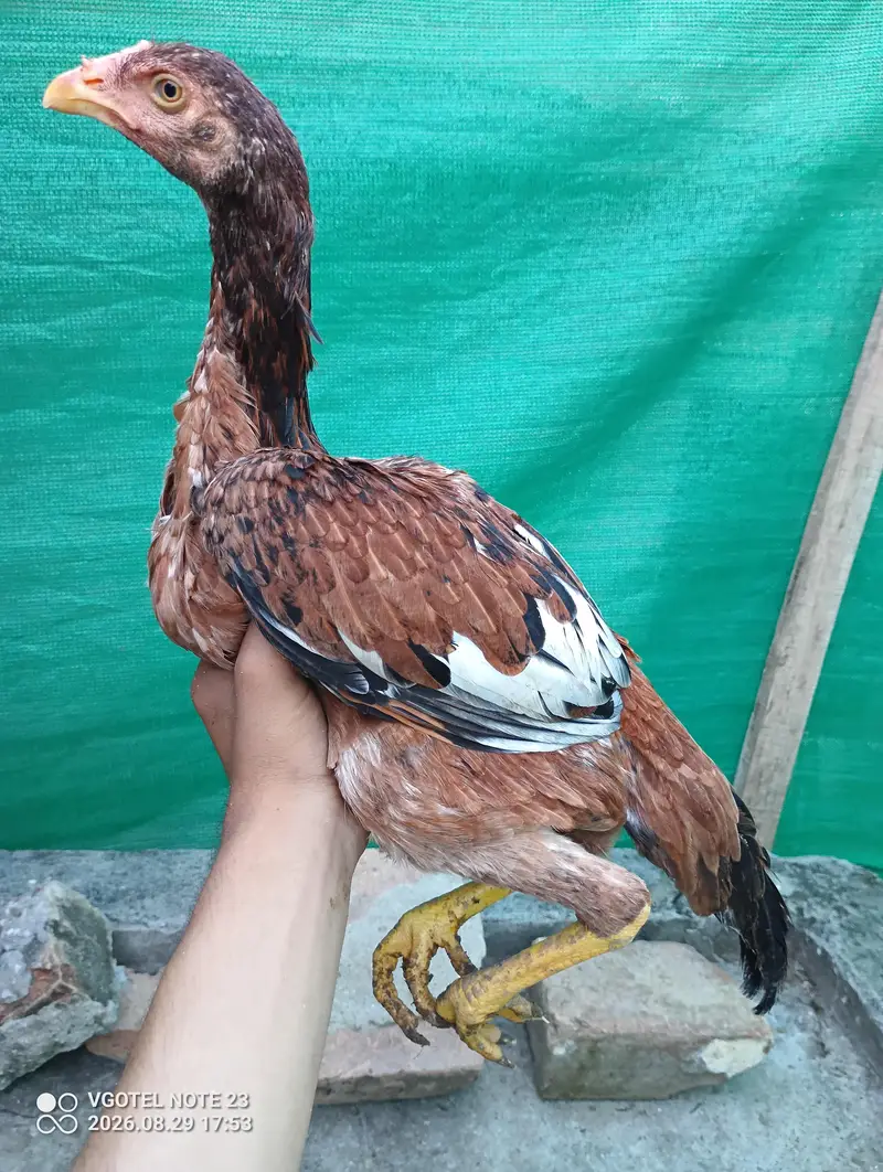 3 pure aseel hens for sale Healthy & active — photo 9