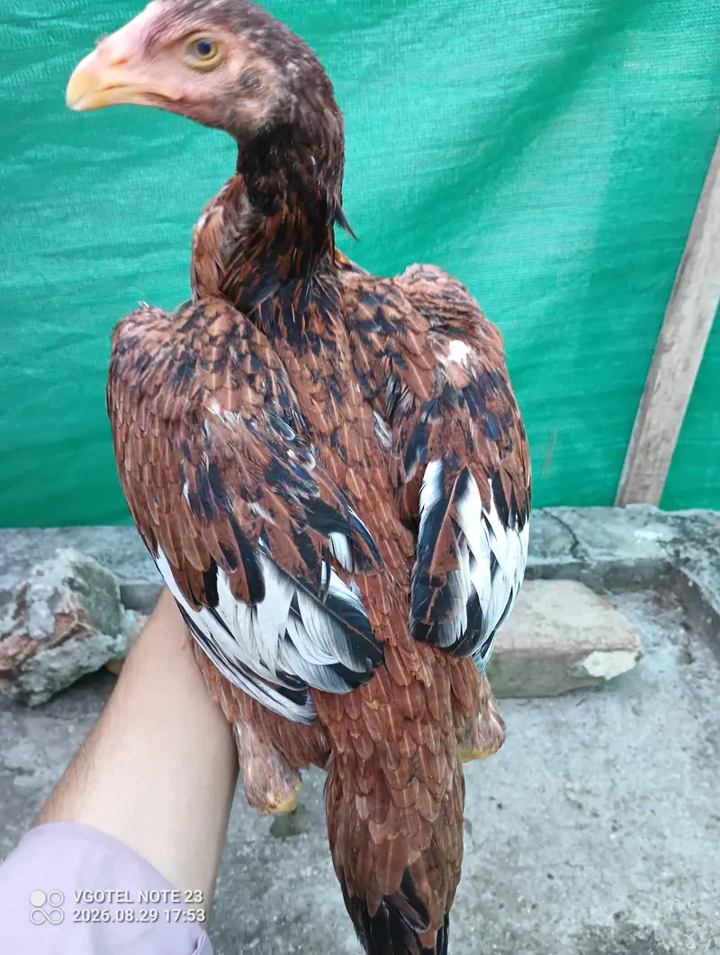 3 pure aseel hens for sale Healthy & active — photo 10