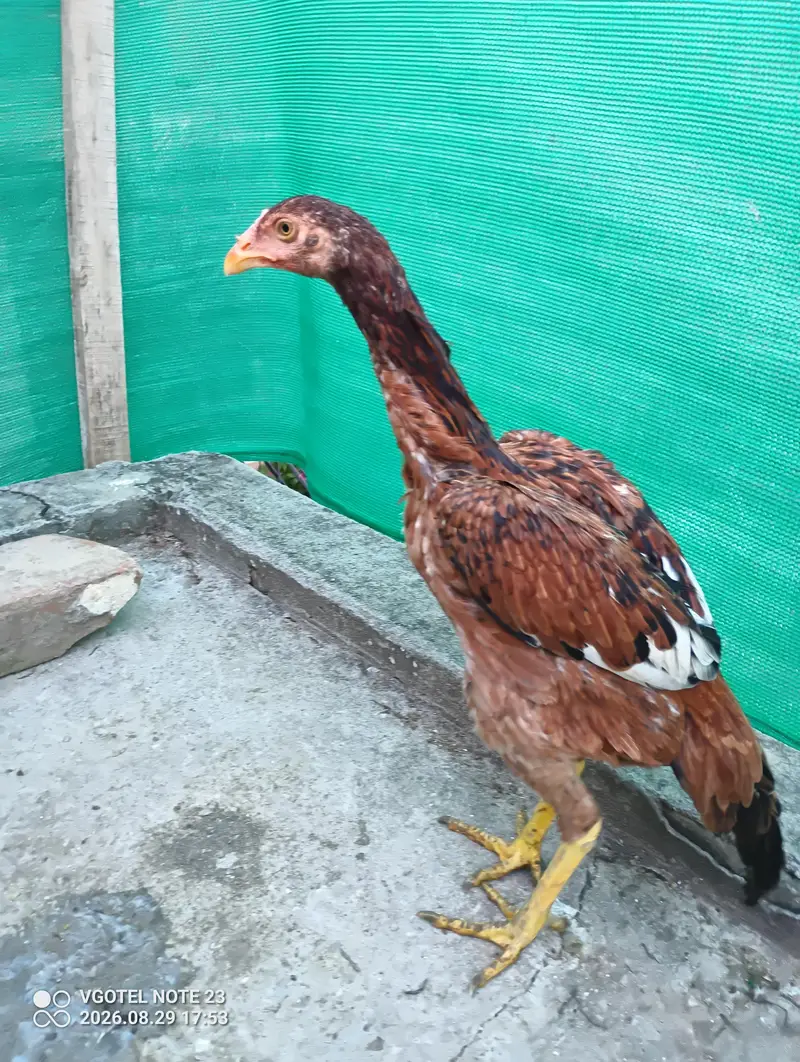 3 pure aseel hens for sale Healthy & active — photo 11