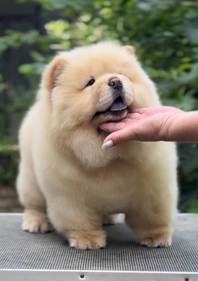 Extreme Quality Chow chow Puppies Available For Import