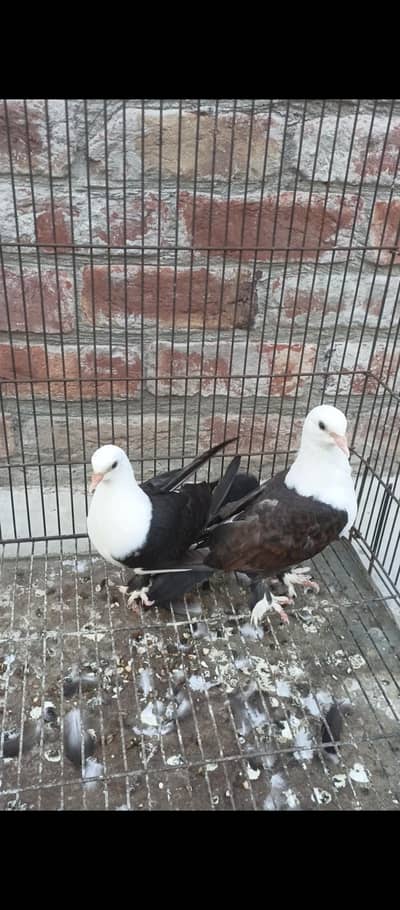 butiful breder pair karbali