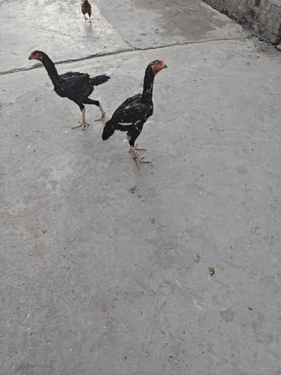 aseel murga for sale
