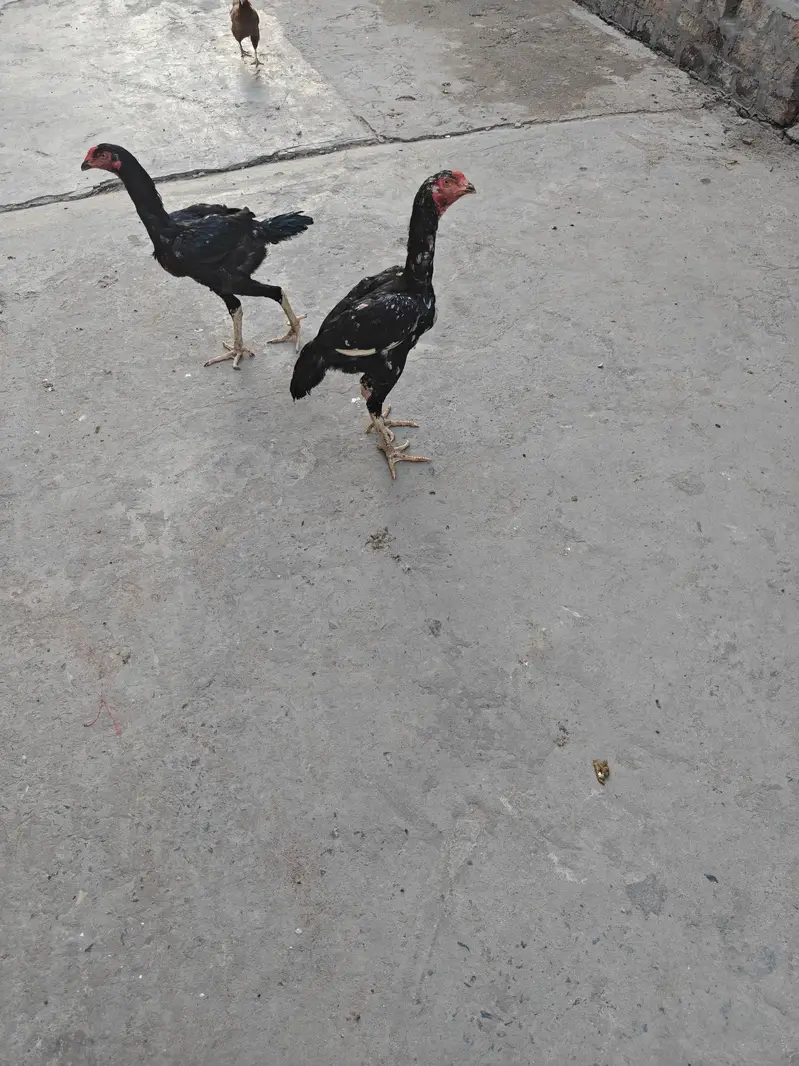 aseel murga for sale — photo 2