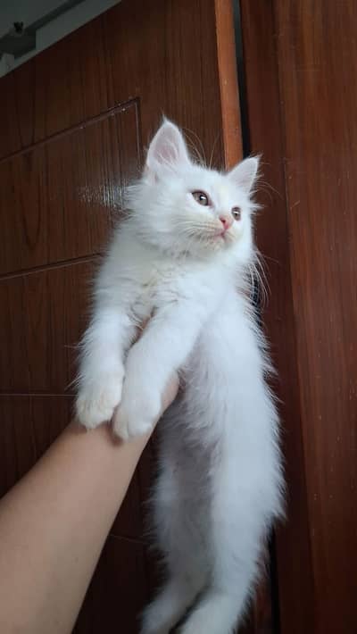 2 month old perisan kittens available