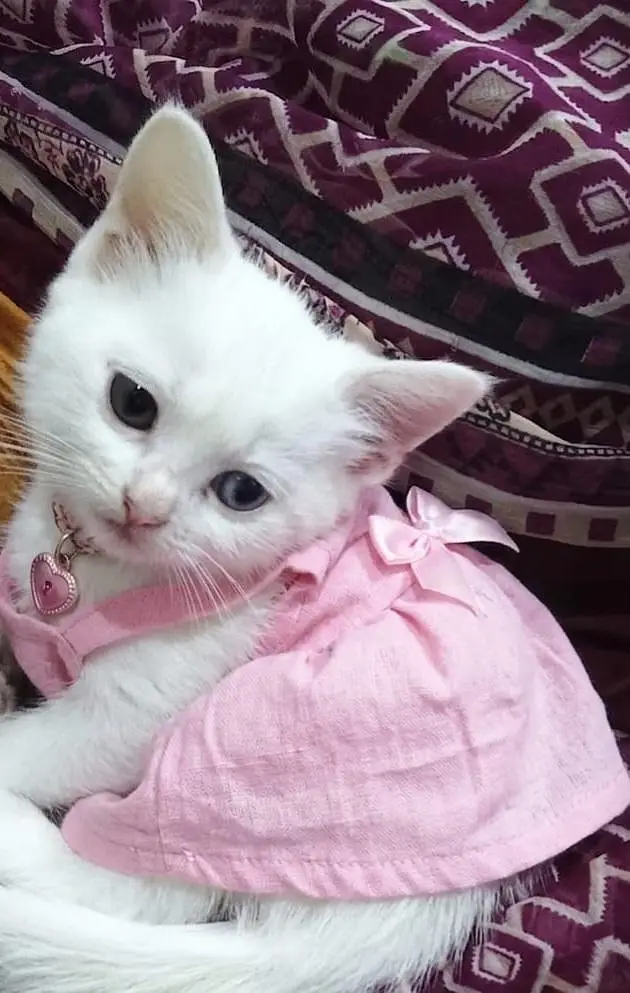 2 month old perisan kittens available — photo 2