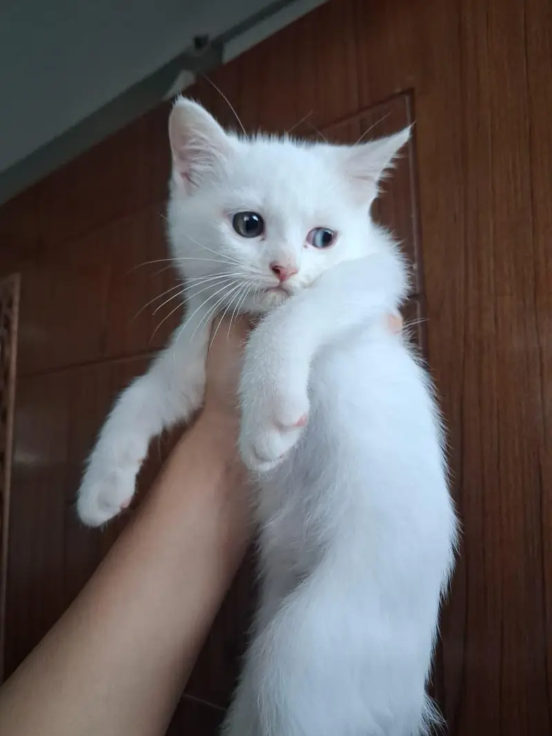2 month old perisan kittens available — photo 3