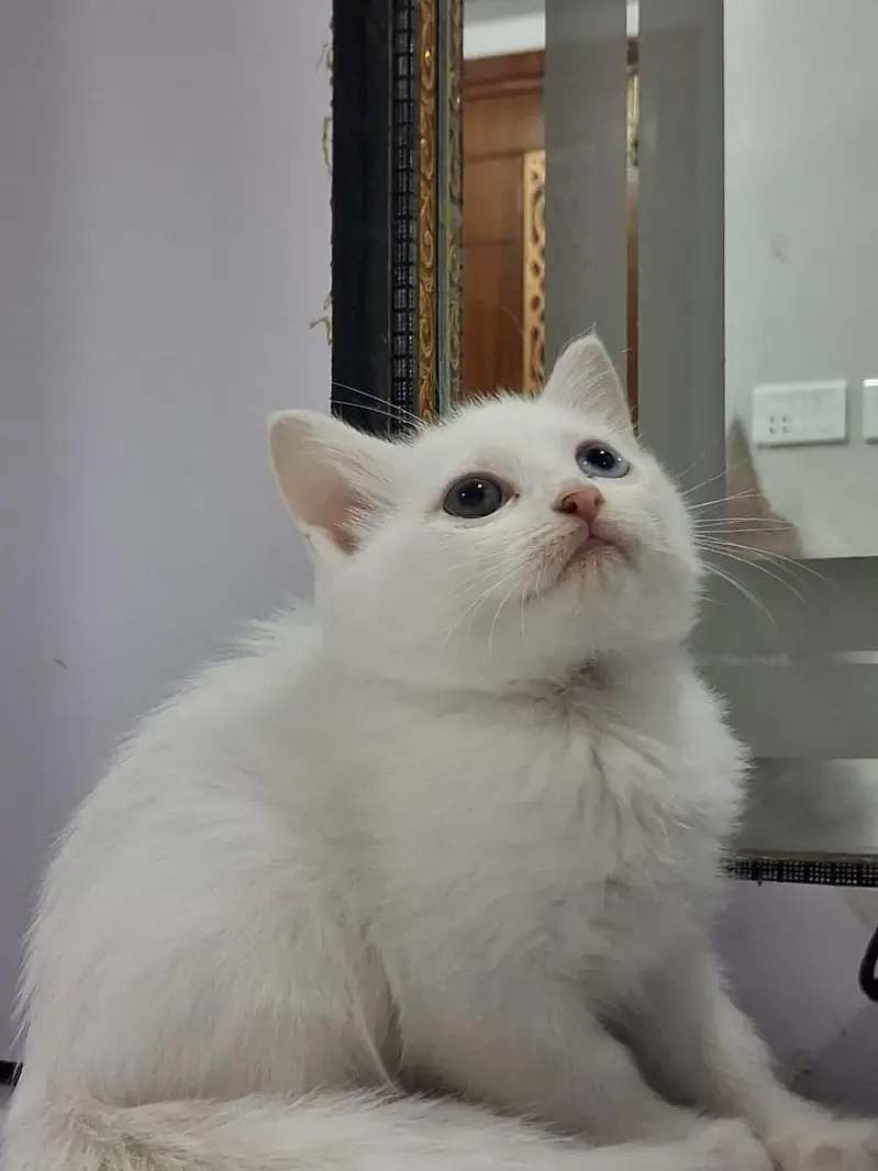 2 month old perisan kittens available — photo 5